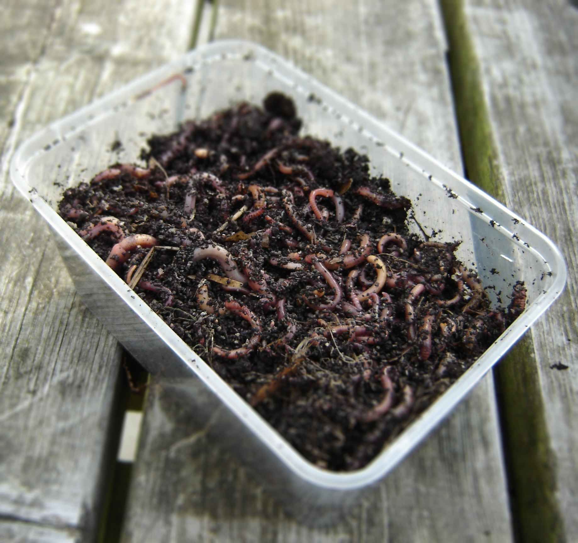 Livebaits Tub Of Worms – Glasgow Angling Centre