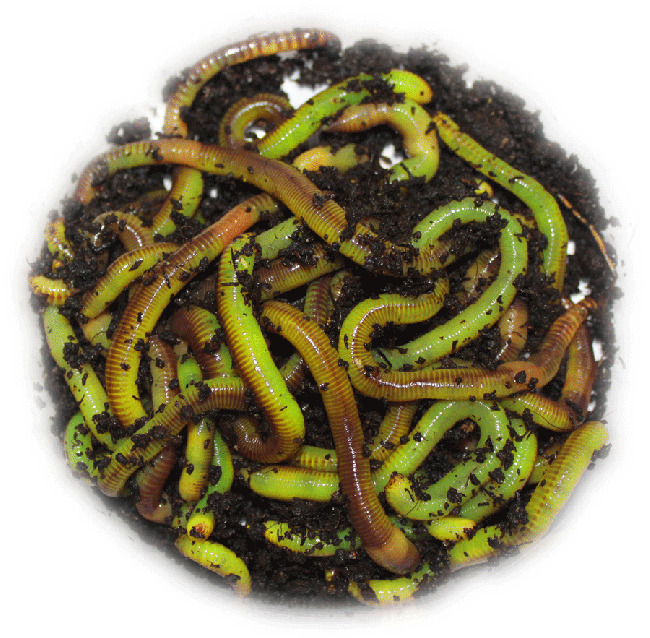 Livebaits 40g Medium Green Dendrobaenas Worms – Glasgow Angling Centre