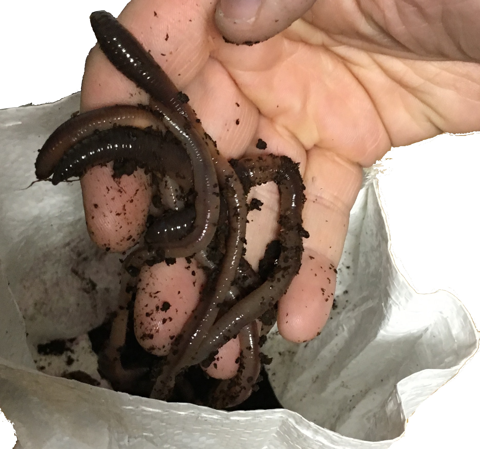 Korum Imitation Maggots – Willy Worms