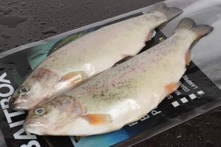 Baitbox Rainbow Trout