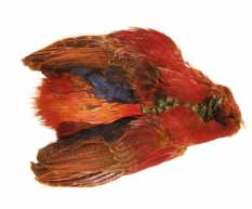 Veniard Golden Pheasant Body Skin