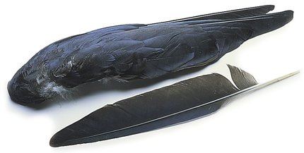  Crow Wings