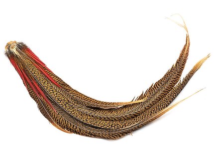 Veniard Golden Pheasant Complete Tail