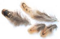  Ringneck Pheasant Hen Body Feathers