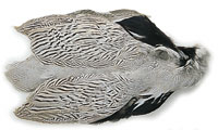 Veniard Silver Pheasant Body Skin Grade 1