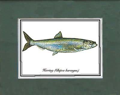 Just Fish Unframed Art Print Herring