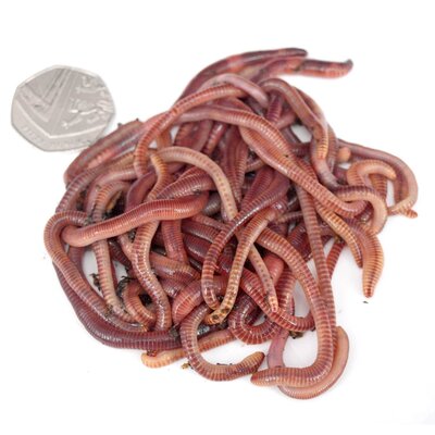 Livebaits Medium Dendrobaenas Worms