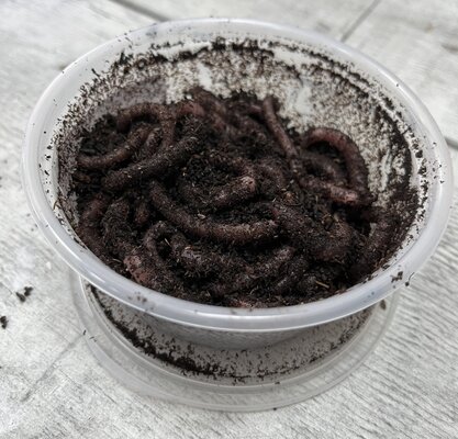 Livebaits Tub Of Worms