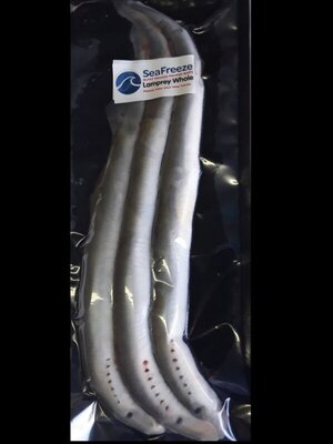 Seafreeze Lamprey Whole Med 4's (12-16in)