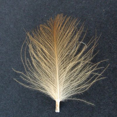Turrall Cul De Canard Feathers