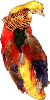 Turrall Golden Pheasant Body & Head