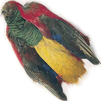 Turrall Golden Pheasant Body (No Head)