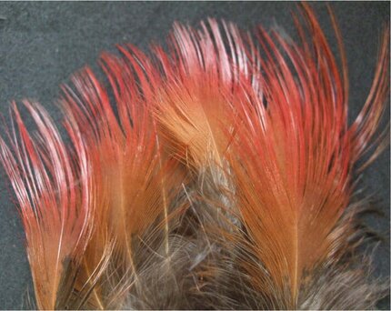 Turrall Golden Pheasant Hackles Red