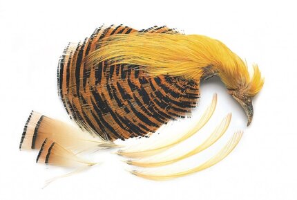 Veniard Golden Pheasant Complete Head