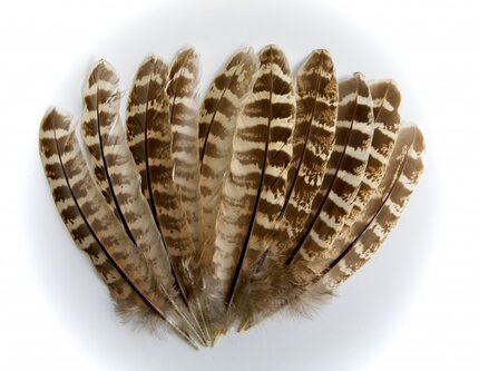 Veniard Hen Pheasant Wing Quills