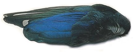 Veniard Magpie Wings