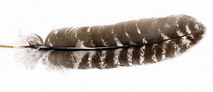 Veniard Turkey Wing Quills