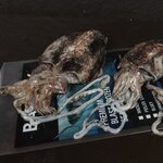 Baitbox Frozen Cuttlefish
