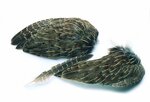 Veniard English Partridge Wings