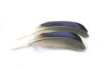 Veniard Mallard Wing Quills Blue