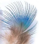 Veniard Peacock Blue Neck