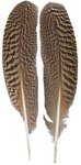  Peacock Speckled Wing Quills