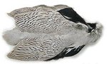 Silver Pheasant 2