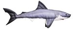 Gaby Baby Great White Shark Pillow 53cm