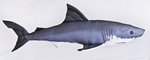 Gaby Great White Shark Pillow 120cm