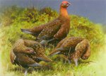 Just Fish Red Grouse Greetings Card