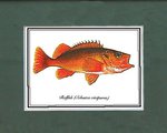 Just Fish Sm Print Unframed Red FIsh