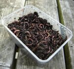 Livebaits Tub Of Worms