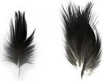 SHOR Heron Feathers