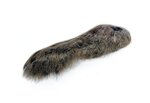 Stillwater Snowshoe Hare's Foot