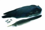 Veniard Crow Wings