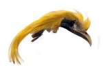 Veniard Golden Pheasant Topping Crest