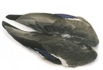 Veniard Mallard Wings